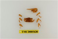 藏品(乳白南方招潮蟹)的圖片